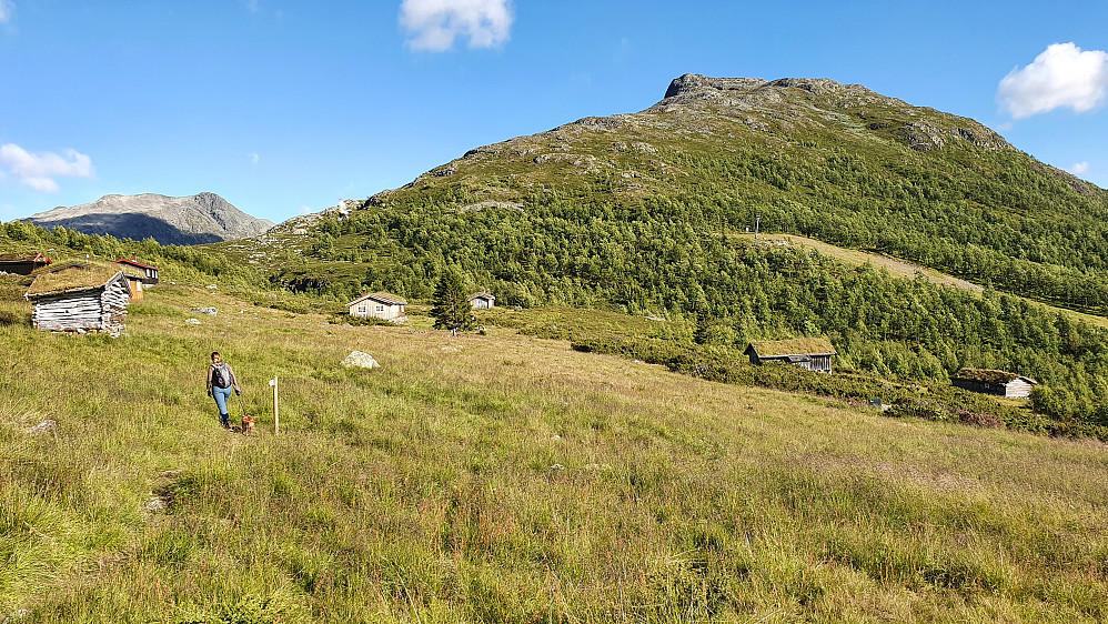 Vi følger stien gjennom gresset på Fjellstølane. I bakgrunnen er Skardsberget (1373) og ryggen vi skulle følge oppover.