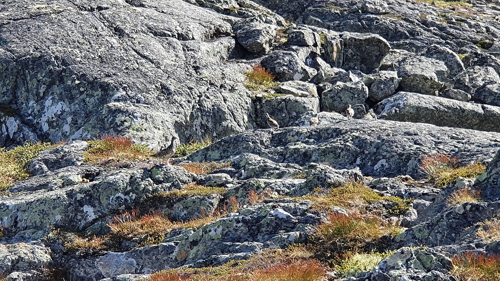 Rypemor noe til venstre i bildet, med 3 unger litt til høyre for henne.