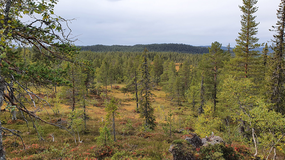 Nysethøgde (809) rager ikke akkurat til værs, her hvor den ses fra sørøst. Jeg står her ganske nøyaktig midt mellom Haranatten (833) og Ristjønnhøgde (745).