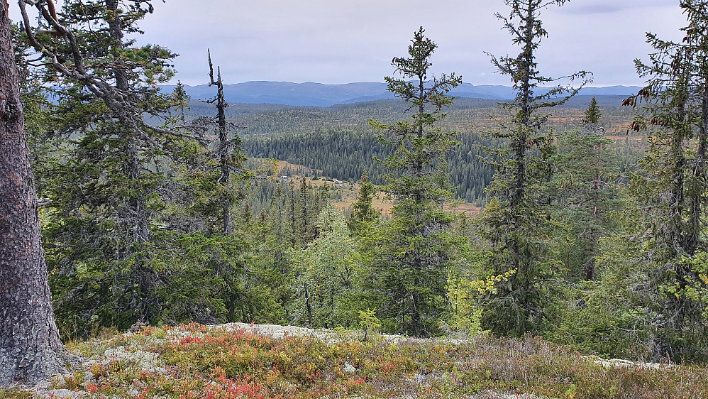 På Nysethøgde Vest (807), hvor det var noe sikt vestover. Setra nedenfor og midt i bildet, er Gamleseterdalen.