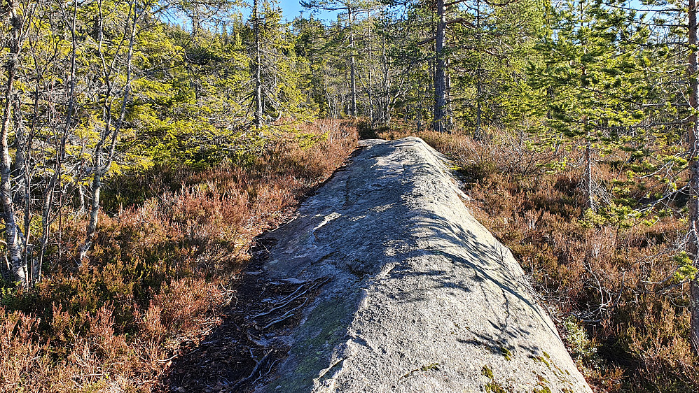 I nedre del var stien meget lettgått der den fulgte en stripe med tørre og fine svaberg gjennom lyngen.