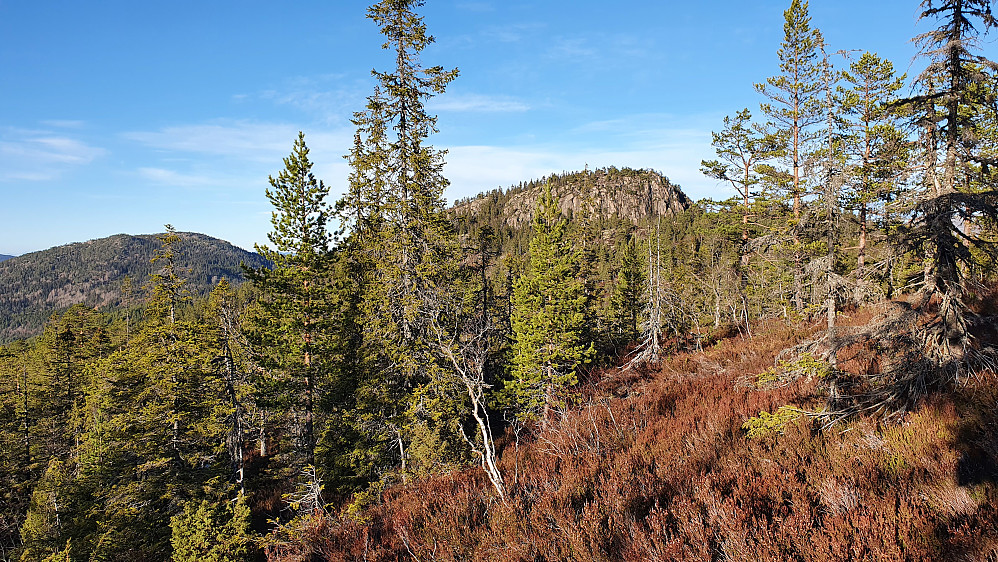 Opp gjennom skogen fikk jeg flere gløtt av Skurven (805), som er midt i bildet. Til venstre ses Åhomnuten (843).