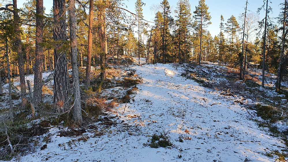 Oppå Rognlihøgda var det en nokså ny trasé for skogsmaskiner. Toppunktet skimtes noe lengre bak, nesten midt i bildet.