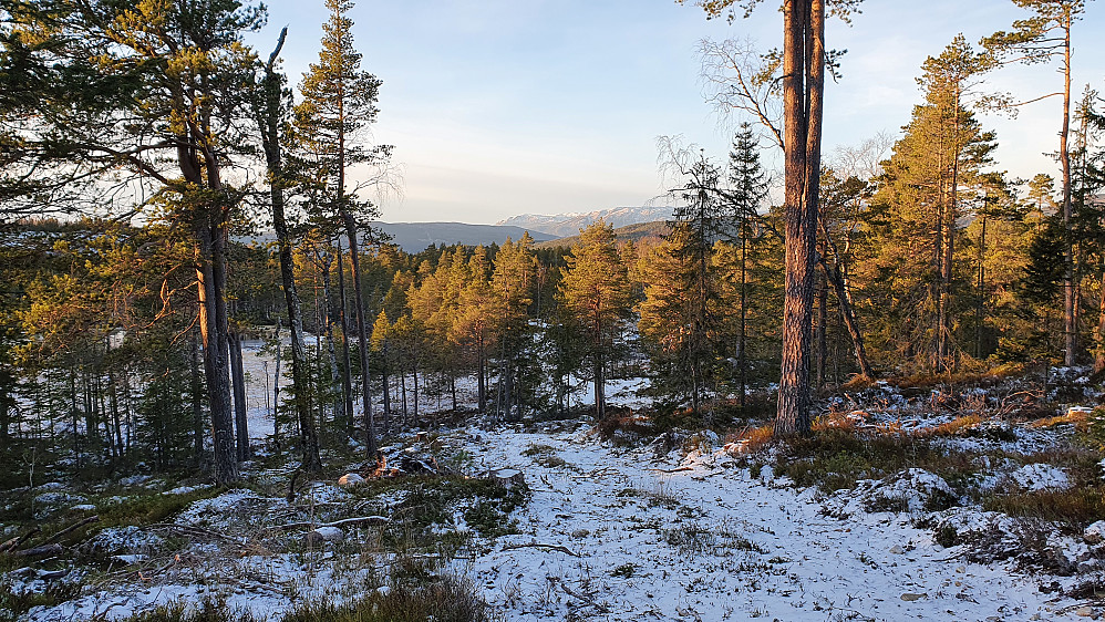 Ned denne bakken, og så møtte jeg på grusveien, som kan skimtes bak trærne midt i bildet. Lang bak ses Vassfarfjell.