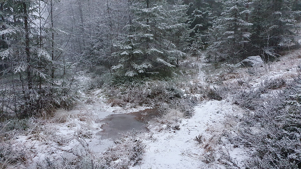 Stikrysset hvor jeg valgte feil under oppstigningen til Hovseterhøgda. Da gikk jeg til venstre, over vannpytten. Riktig sti går inn i skogen litt til høyre for midten.