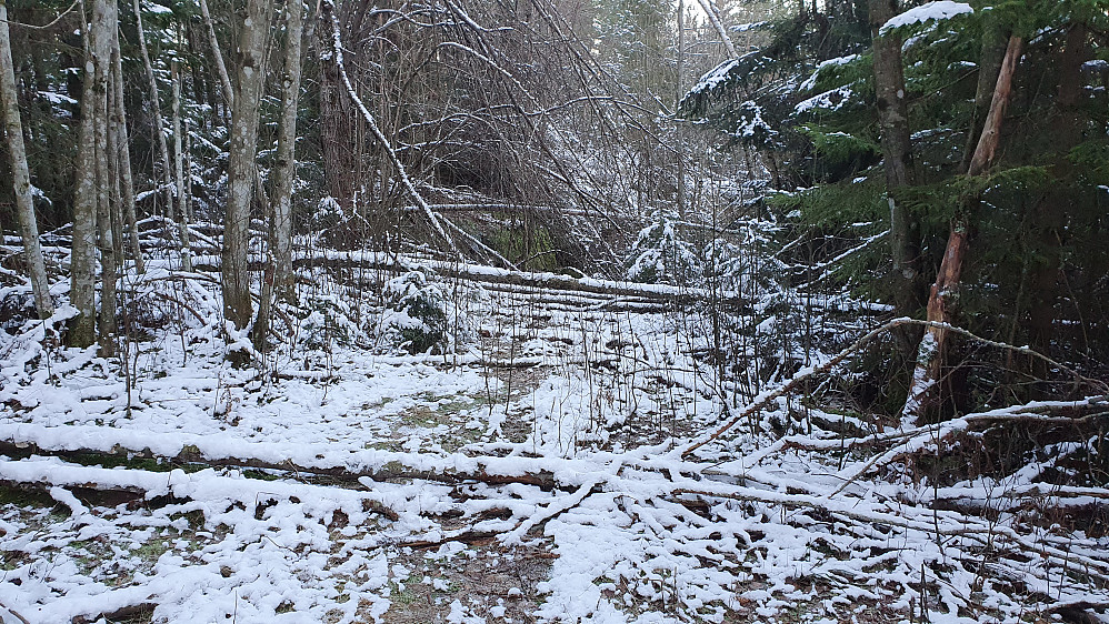 Hinderløype under oppstigningen til skaret mellom Jakobåsen og Hansesåsen. Dette er på ca 100 meters høyde.