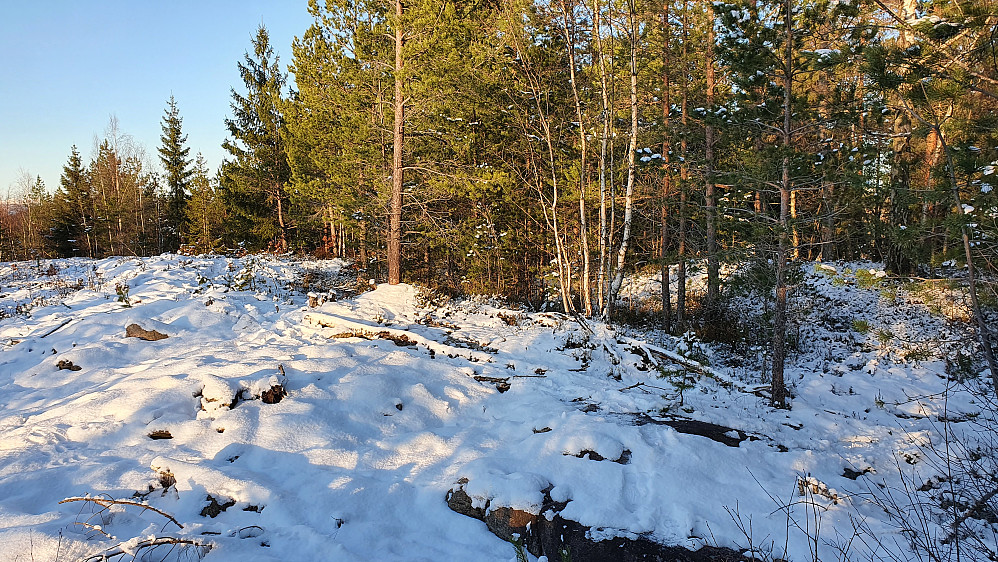 Det flate toppområdet på Jakobåsen (171). Høyeste punkt var muligens ved rota til furua nesten midt i bildet, eller den slake kulen i skogen til høyre.