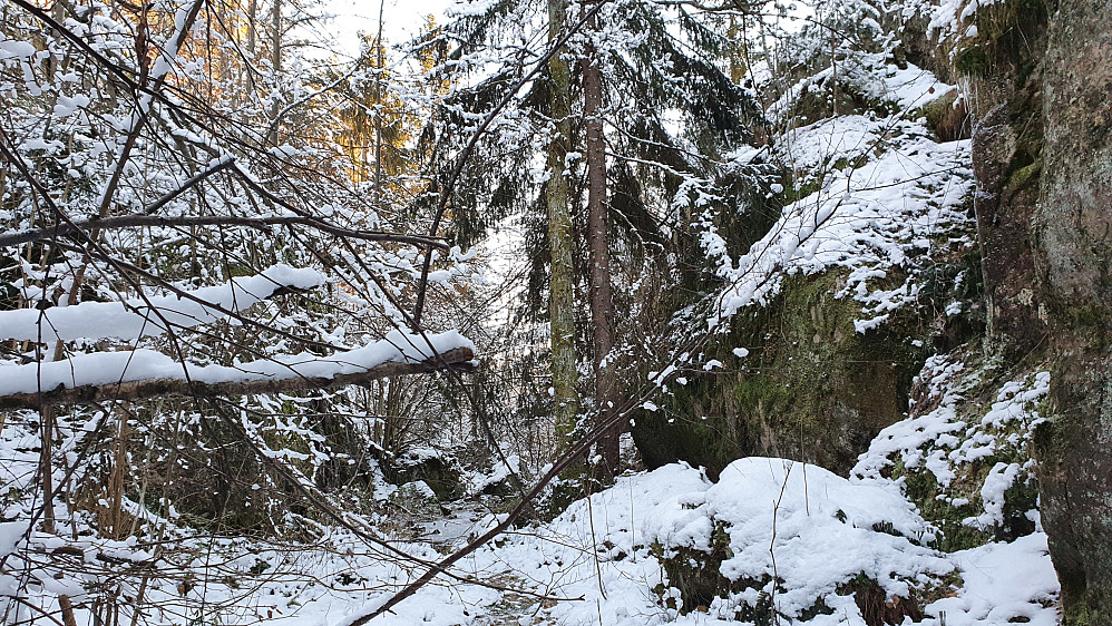 Nedi kløften vest/sørvest for topplatået på Jakobåsen (171). Her gikk jeg noen meter innover i kløften, og tok meg så ganske greit opp til høyre litt bak de to grantrærne.