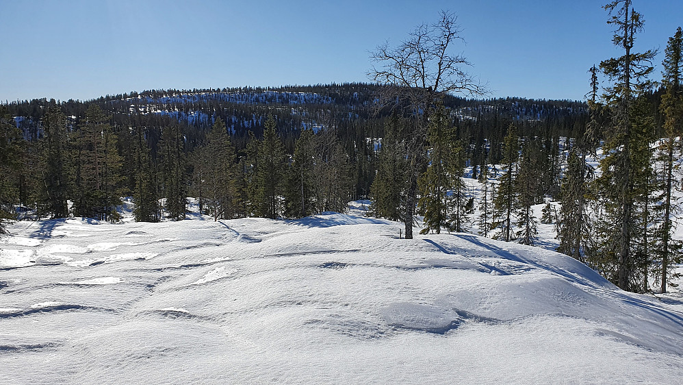 Helt på starten av turen mens jeg var på vei nedover mot den oppkjørte løype ved Fosslisetra. I bakgrunnen er Vardefjell.