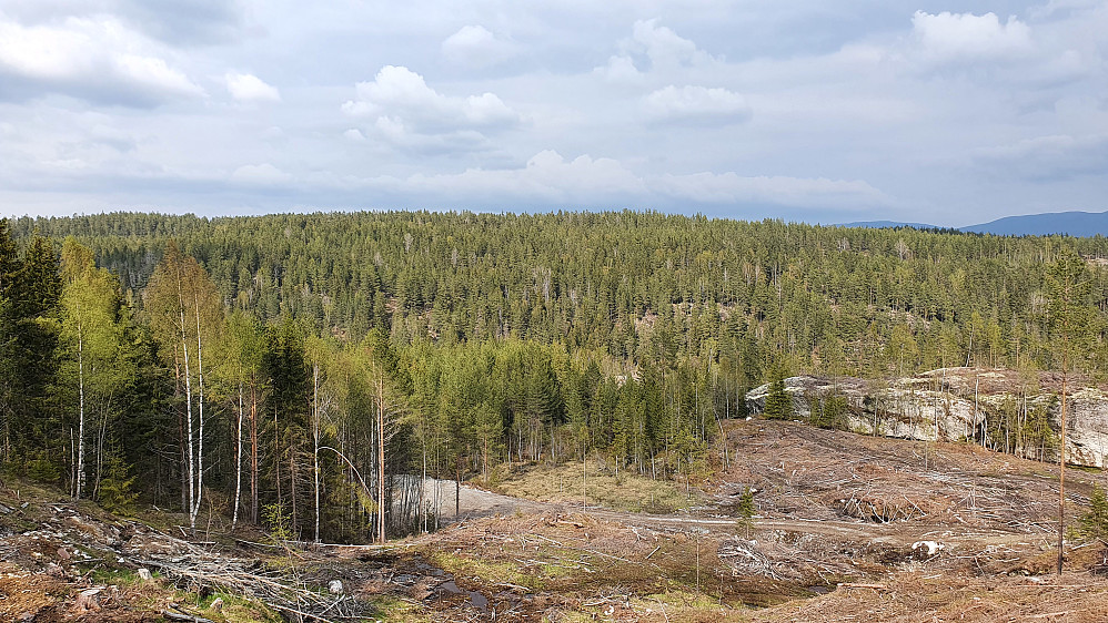 Utsikt nordover øverst i hogstfeltet litt nordøst for Trengsåsen (425). Den flate åsen som dominerer i bakgrunnen er Landsverkåsen (418).