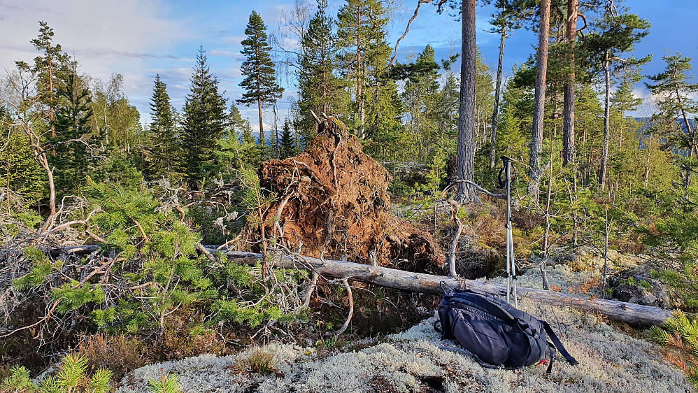 Falne trær på Lønndokkåsen (404). Jeg står på den nordvestre kollen, som trolig er høyest. 