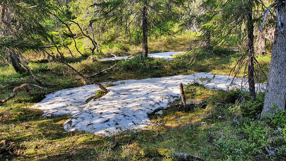 Noen få snøflekker var fremdeles å se, som her i et søkk mellom Langevassåsen og Bjørnåsen. Var nok tøft å være snø i dette godværet.