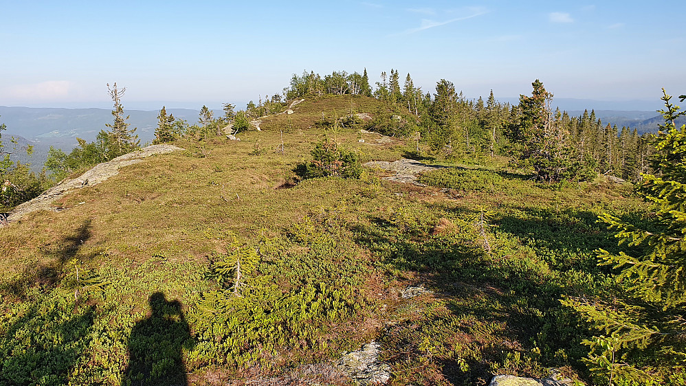 Høyden midt i bildet med alle trærne, er toppen på Barketjønnåsen (859). Bedre utsikt litt unna toppunktet, altså. 