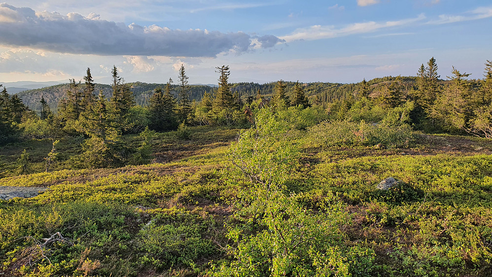 På Fagerliåsen, med tilbakeblikk mot Raudsteinvarden, som er til høyre i bildet. Til venstre kan Langåsen ses mellom noen trær.