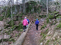 30.12.2013 - Noen tar stien, andre synes nedblåste trær er mer spennende. På vei opp mot Hagahogget.