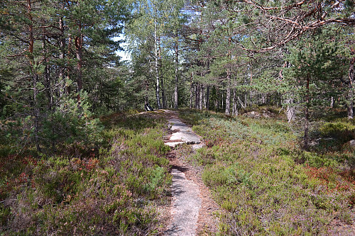 24.08.2014 - Høyeste punkt på Sønstebyåsen (291), det nordre punktet. Det går en sti over toppen. 