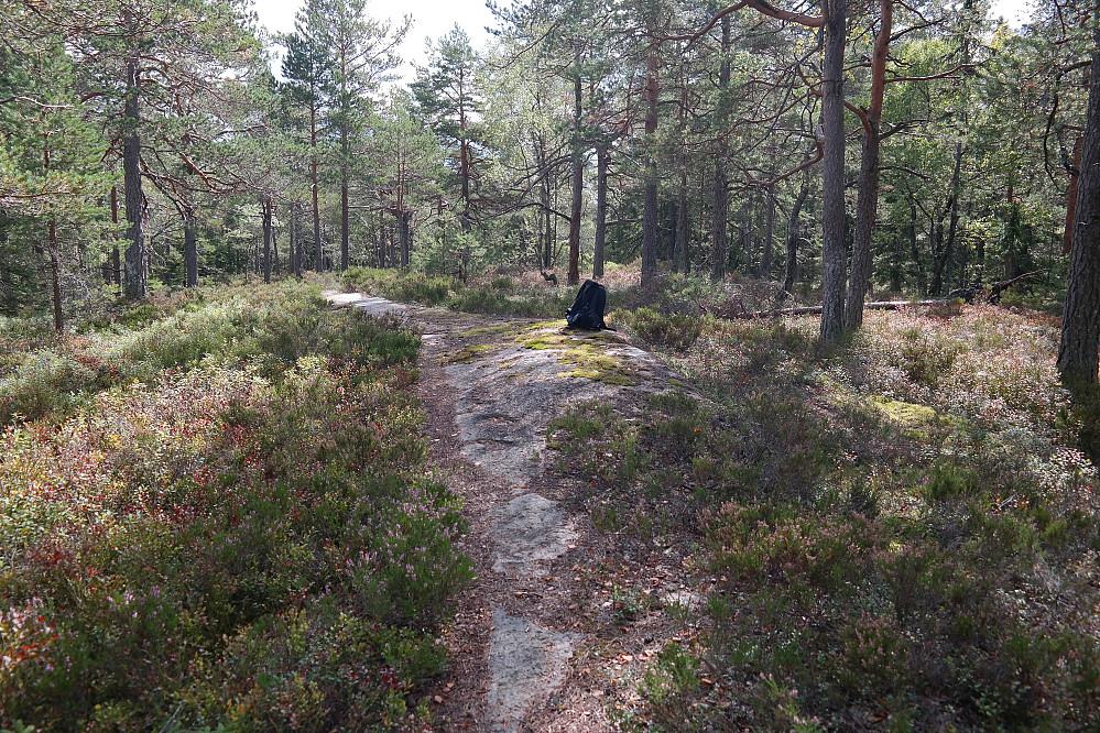 24.08.2014 - Sekken min står omtrent på høyeste punkt på Sønstebyåsen, det nordre punktet på 291.1 moh.