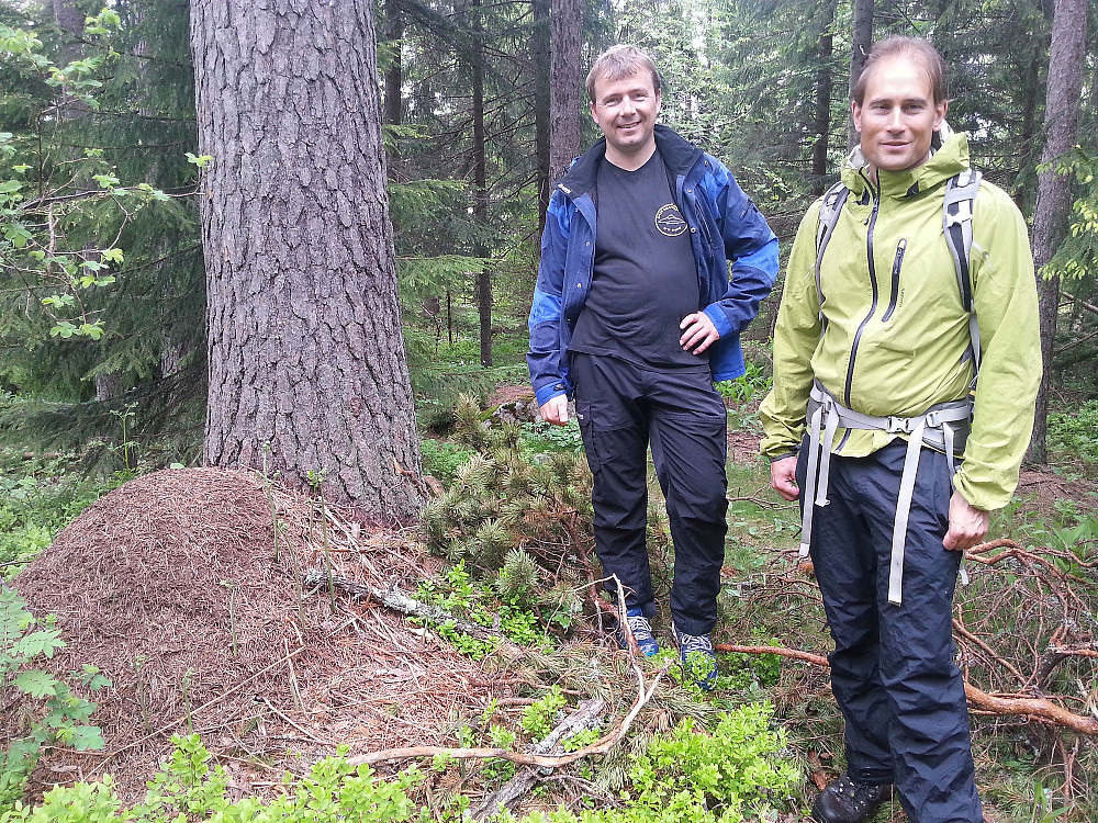25.05.2014 - Ved maurtua som ifølge GPS'en skulle være på høyeste punkt på Gruvåsen (415). Vi satte oss ikke ned her...