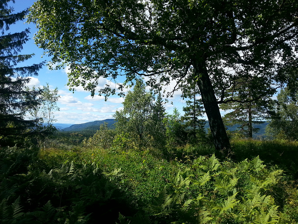 29.06.2014 - På toppen av Bondiglaneren (338). Frodig og grønt, med fin utsikt mot nordvest.