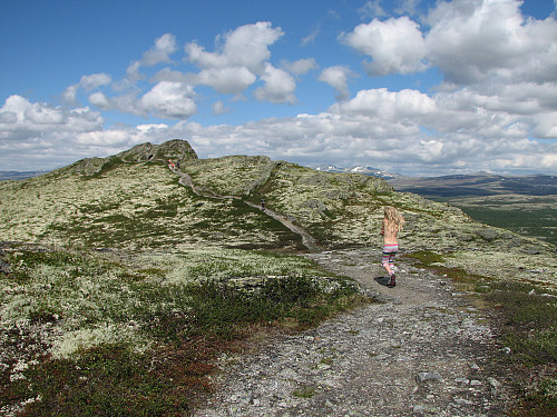 09.06.2014 - Frida over siste kulen før toppen på Svartfjellet (1154), som ses til venstre.