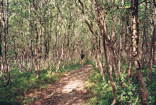 25.07.1994 - Min bror går nedover stien Gjendebu - Torfinnsbu, i retning Gjendebu. Idyllisk og trivelig å gå her mellom bjørkestammene.