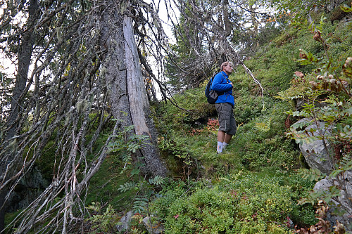 04.09.2014 - Øyvind i bratt og ulendt terreng, med forfalne og gamle grantrær, 1.1 km NØ for Narefjell (805). Her var det like før vi kom inn på den blåmerkede (rødstiplet på kartet) stien, og bestemte oss for å snu og vende nesa nordover i retning bilen.