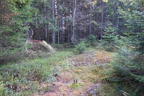 29.10.2014 - På Røvarkula (427). Høyeste punkt er egentlig maurtua til venstre, men den er neppe godkjent selv om den er naturlig i skogen. :-) For øvrig er utsikten relativt begrenset fra toppen...