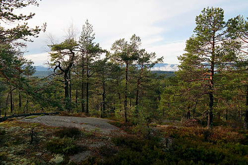 04.11.2014 - Jeg har gått noen meter sørvest for toppen av Storås, og ser her sørvestover.