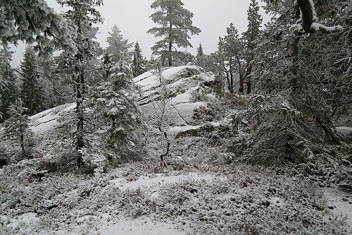 29.11.2014 - Nesten 50 meter NØ for det som er markert som høyeste punkt på Slettfjell/Preste-Slettåsen (563), befinner denne bergknausen seg. Jeg trodde først dette var toppen, helt til GPS'en viste noe annet.