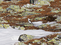 waaktaar_20180527_5b0a7e581b64e.jpeg