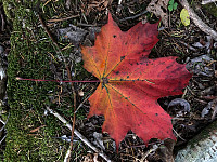 fjellet1974_20180930_5bb0e8421b515.jpg