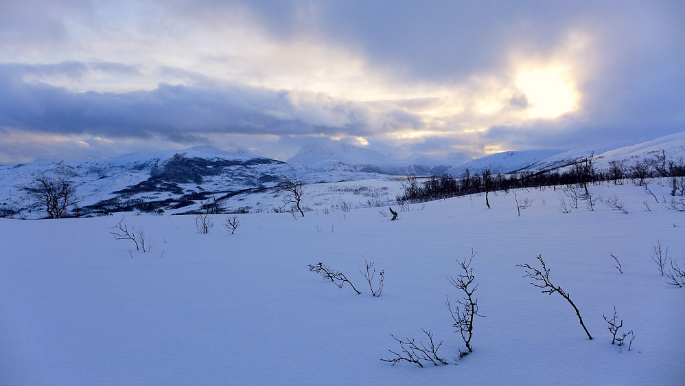 Over tregrensen. Bygeskyer sitter godt over Malangenhalvøya.