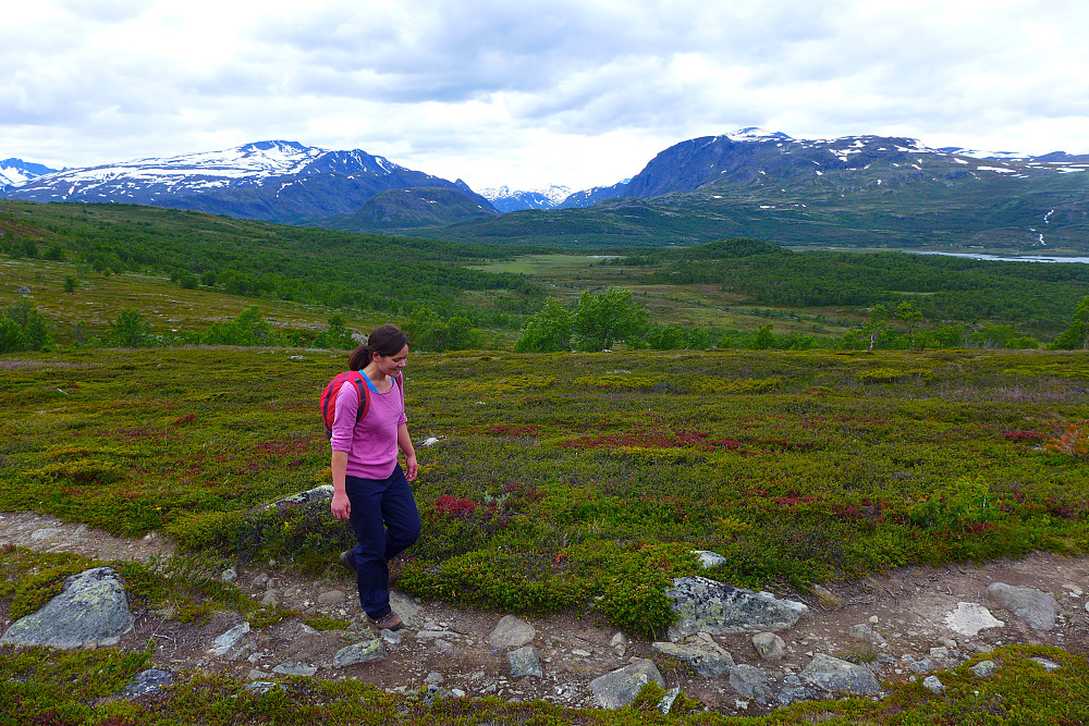 Endelig ferdig med skogen :)