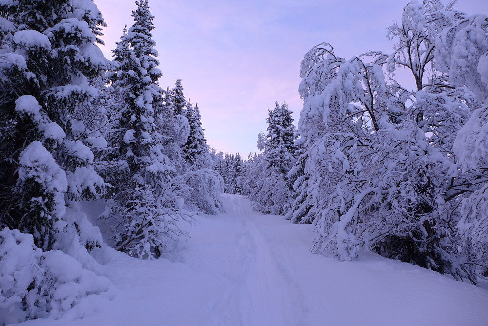 Fine trær i skogen