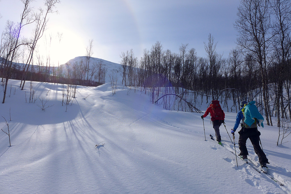 Lett pudder i skogen