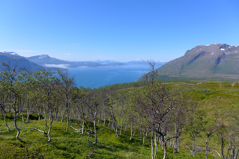 Ferdig med skogen