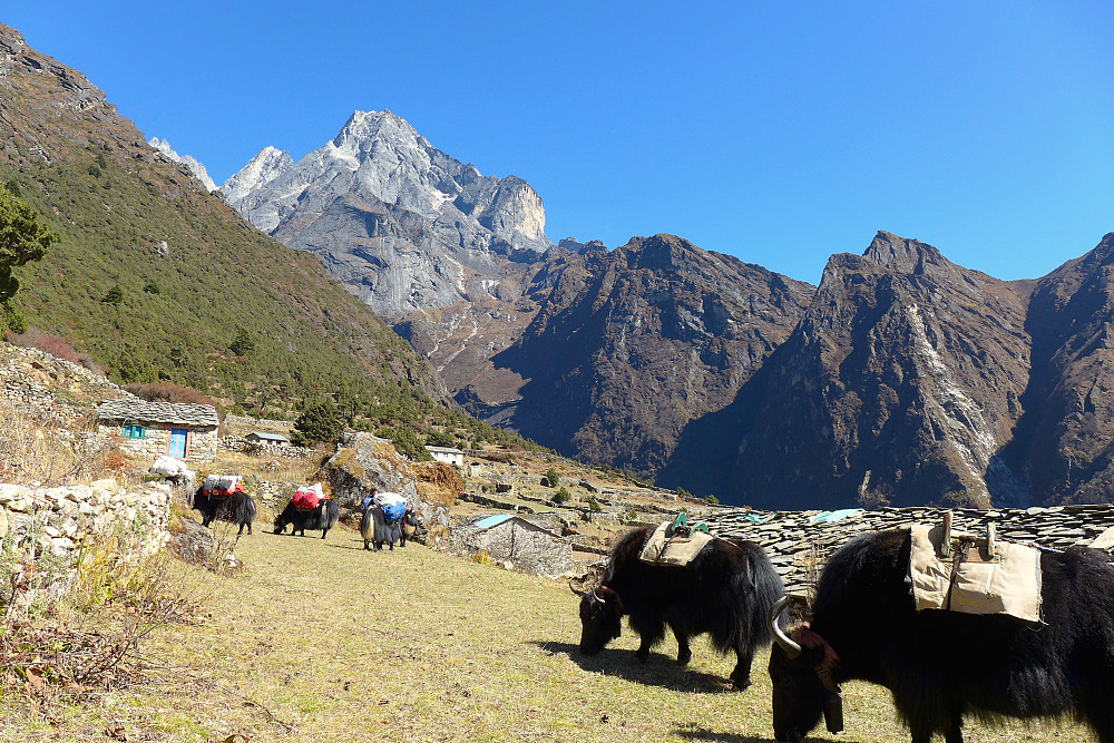 The yaks get a break as well. View into the valley we will be walking up to reach base camp.