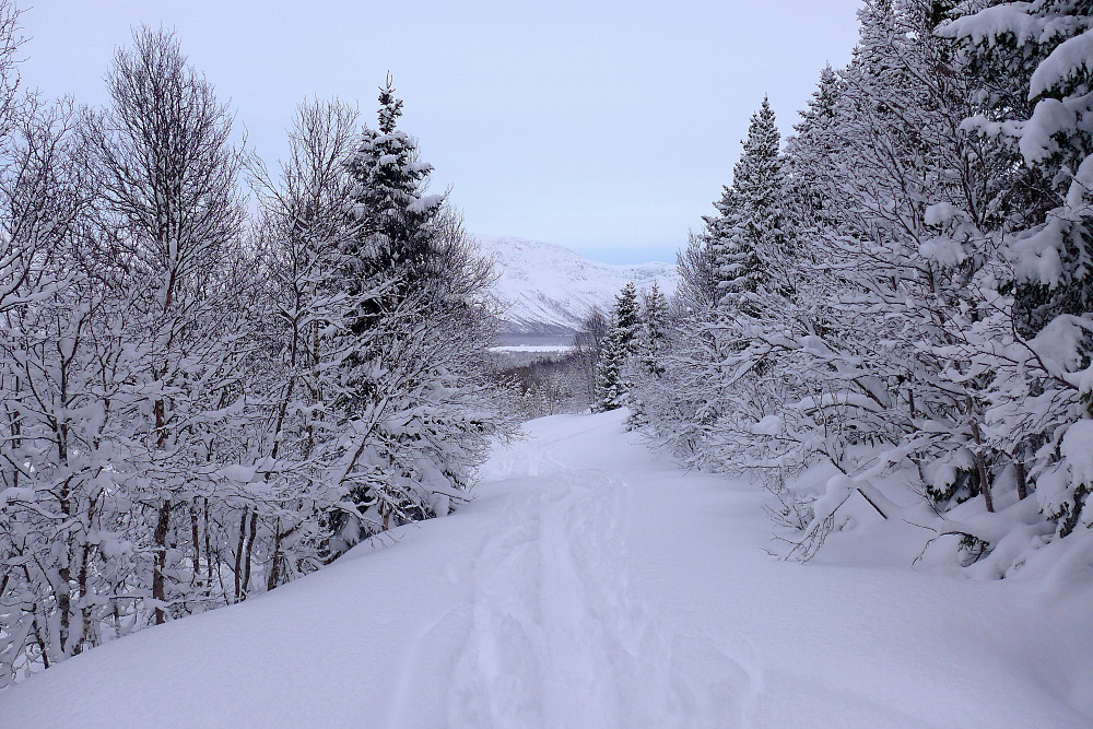 Tilbake på traktorveien i skogen på runde 2