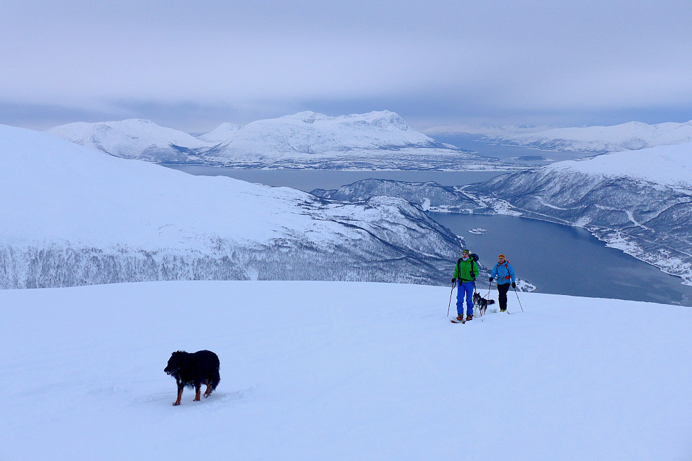 En hund på trimtur
