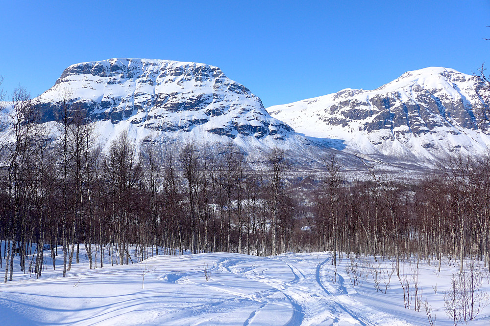 Masse pudder i skogen