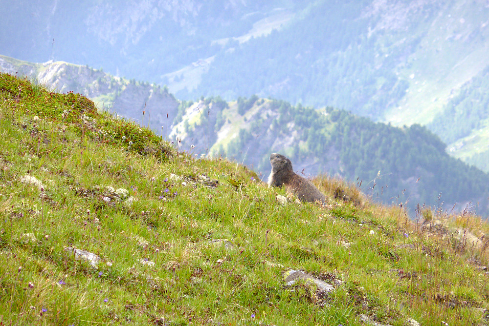 Marmot-spotting på tur ned