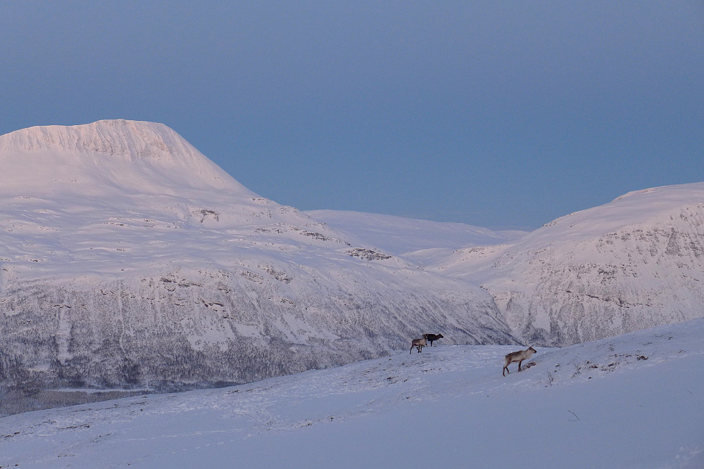 Nesten alene på fjellet, men ikke helt