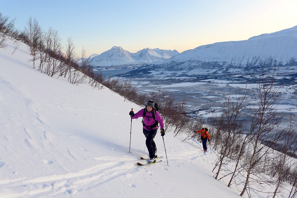 Nesten ferdig med skogen