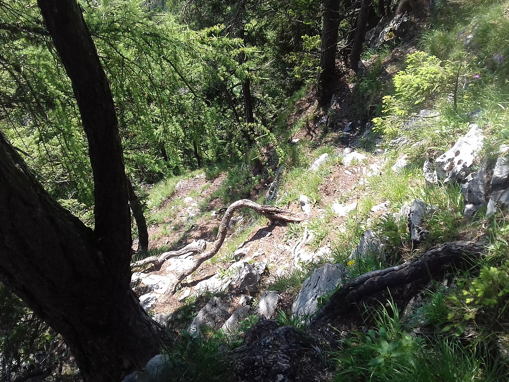 Tett og bratt skog