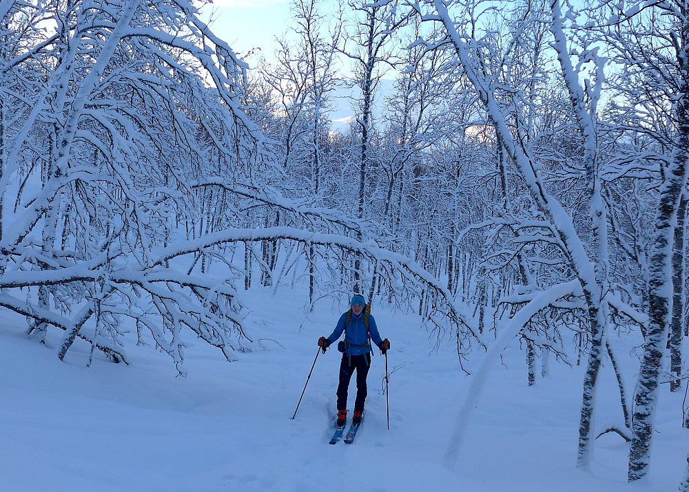 Vinterstemning i skogen