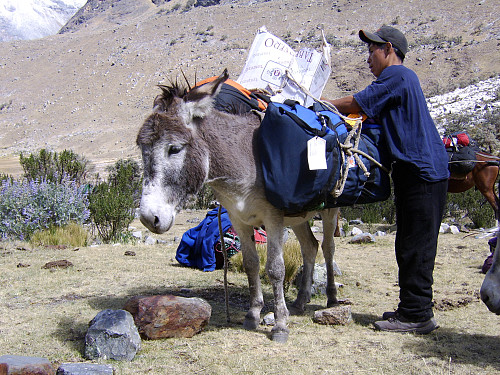 Donkeys with our all our kit