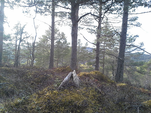Toppunkt Åsen 268