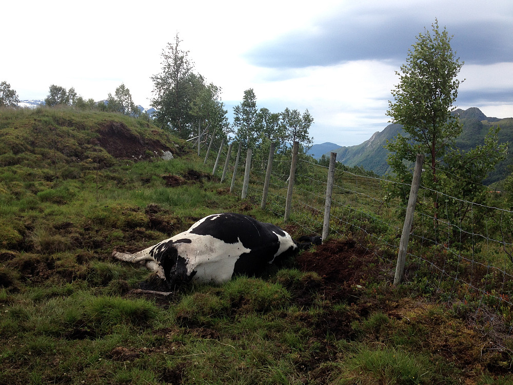 triste synet av stakkars kyra