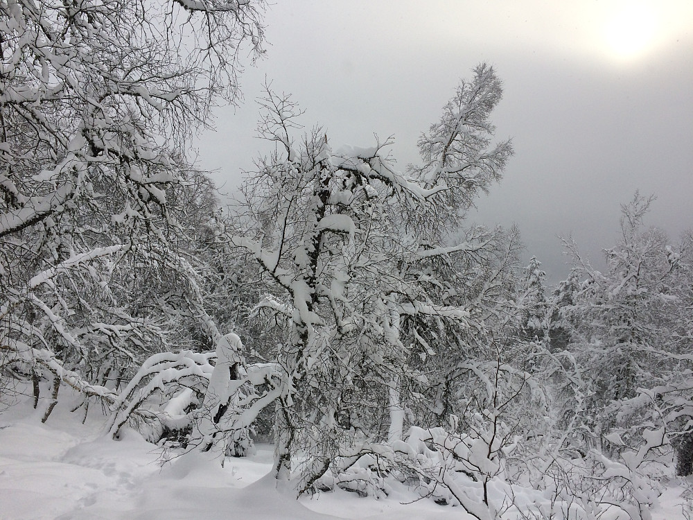 Tett snø hele dagen med unntak av to minutters solgløtt :-) :-) Lykke !