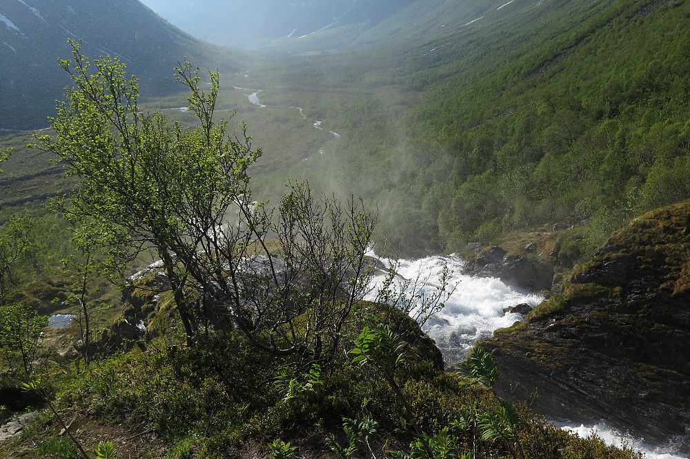 Mye vann i Fessene